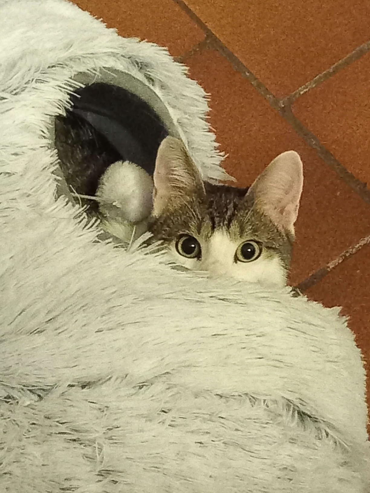 Niche pour chat FluffyTunnel coucou