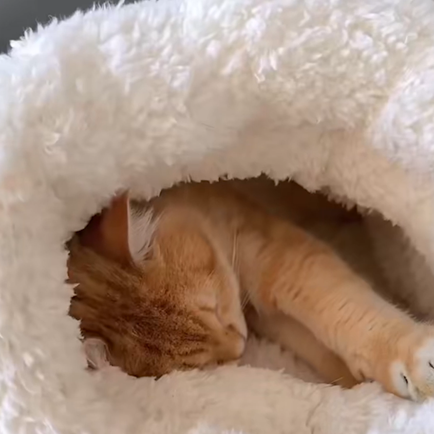 Panier chat CatSleepingBagâą confortable