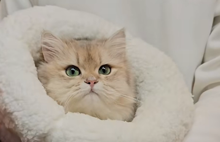Panier chat CatSleepingBagâą principale dans les bras