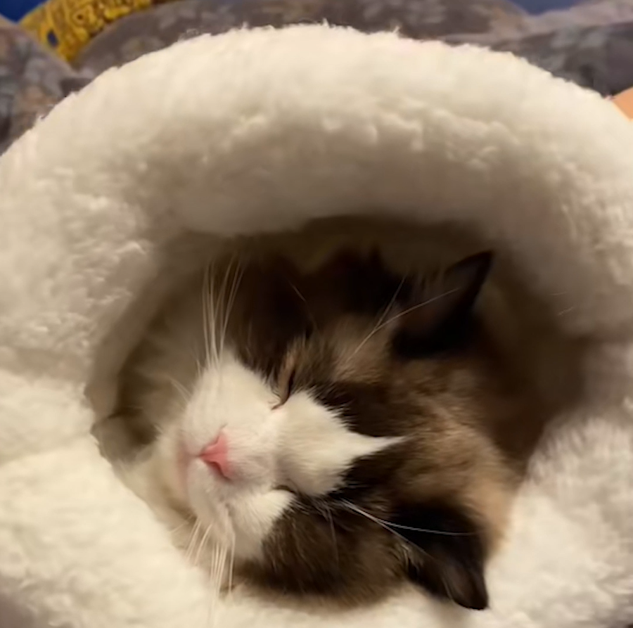 Panier chat CatSleepingBagâą-sereinement