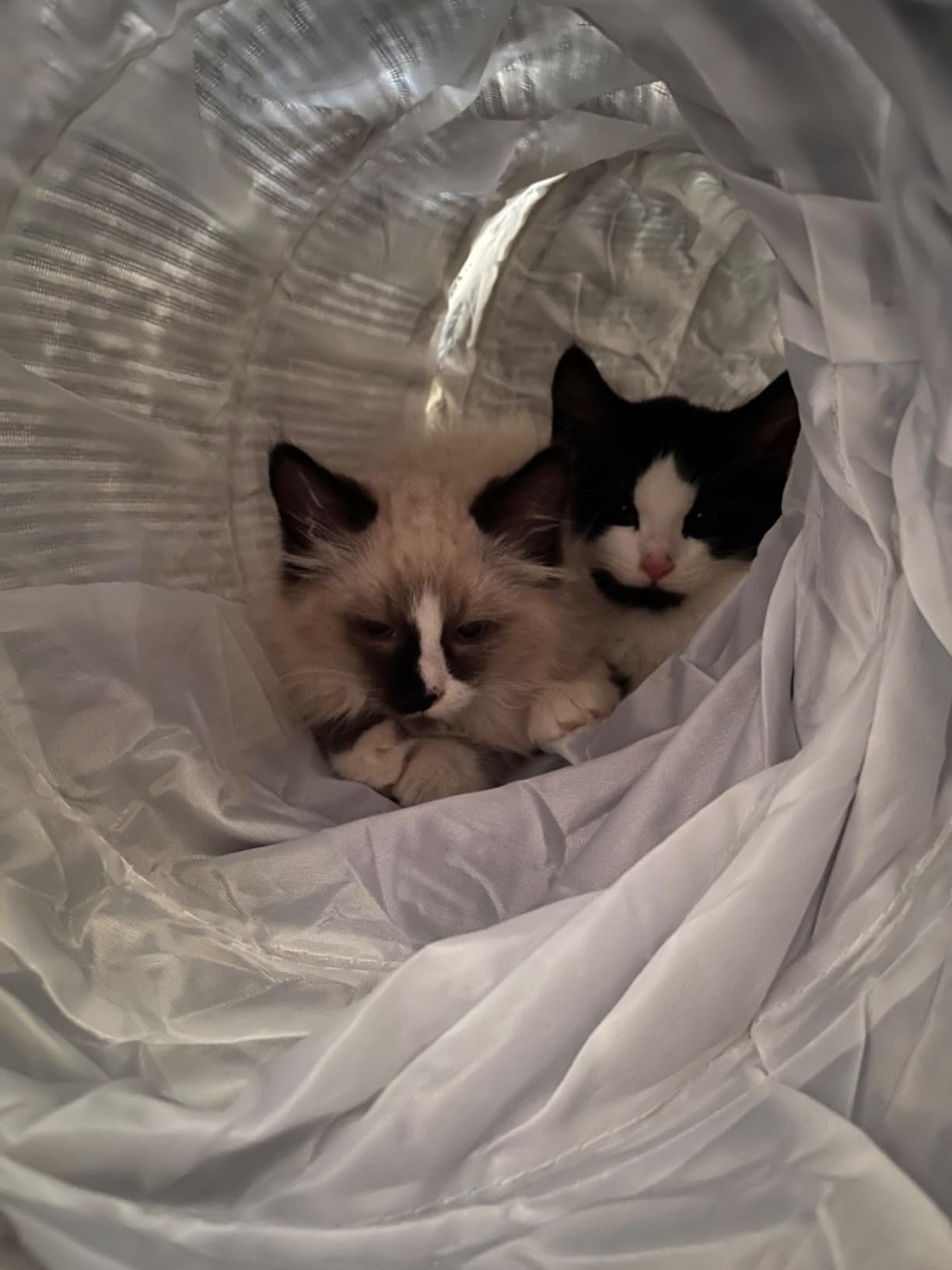 Niche pour chat FluffyTunnel intérieur